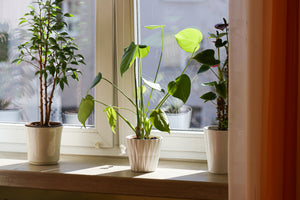 If Your Houseplants Are Struggling in Winter, You're Not Alone—What Plant Pros Recommend