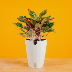 Begonia Maculata | medium