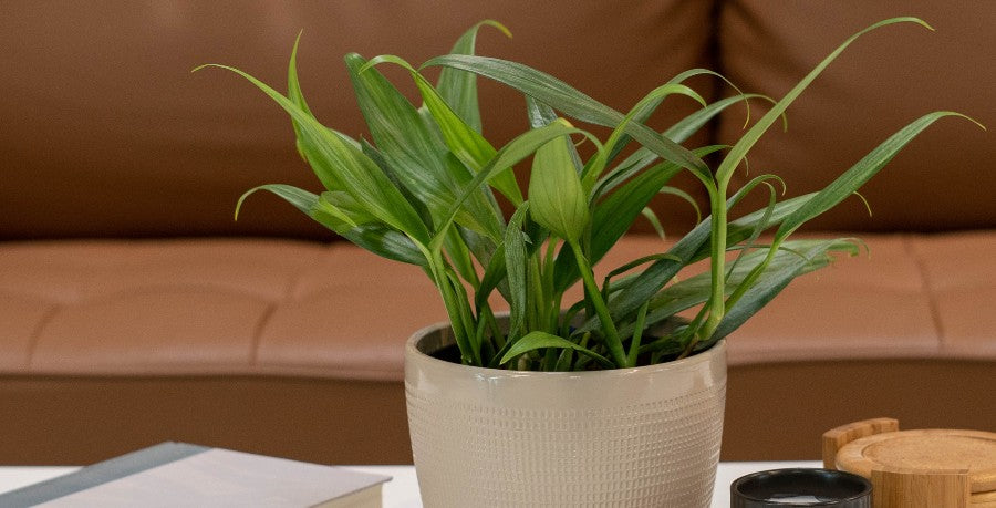 Silver Streak Pothos: New, Rare, Beautiful