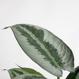 A closeup image of the Silver Indukan plant. The foliage is large & pointed with various shades of green.