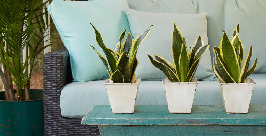 Snake Plants for Every Decor