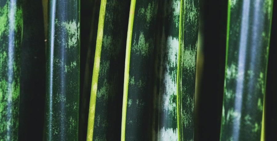 Small to Tall: A Trio of Sculptural Snake Plants