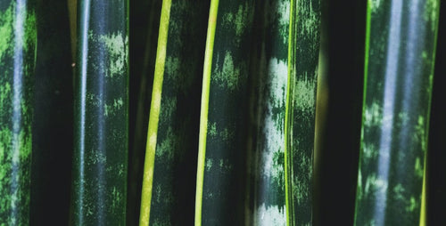 Small to Tall: A Trio of Sculptural Snake Plants
