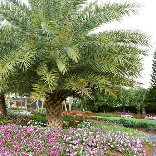 South Florida Gardening Guide