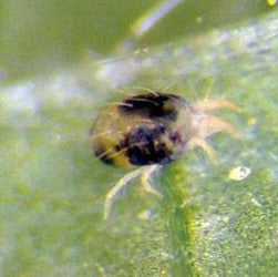 Close-up of a spider mite on a plant leaf, magnified to show the tiny arachnid's detail against a green background.