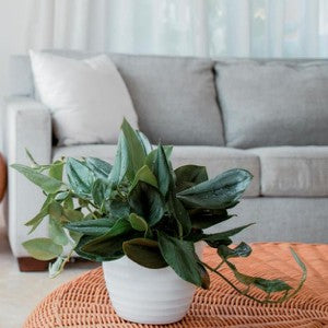 Moonlight Scindapsus: How We Grow