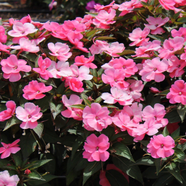 SunPatiens Compact Pink
