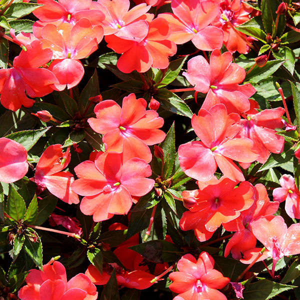SunPatiens Spreading Corona