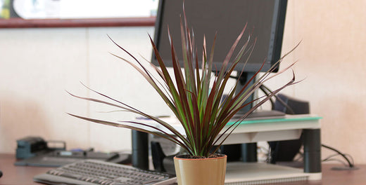 Celebrate Great Teachers with Plants