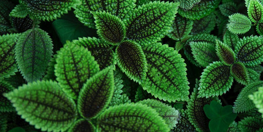 Turn Up the Texture in your Houseplant Collection