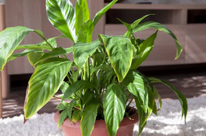 Why Your Houseplants Might Be Struggling, According to a Horticulturist
