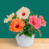 A 1 gal tricolor hibisucus bowl sits on a light wooden table with a teal backdrop. The plant has white, pink, and orange blooms.