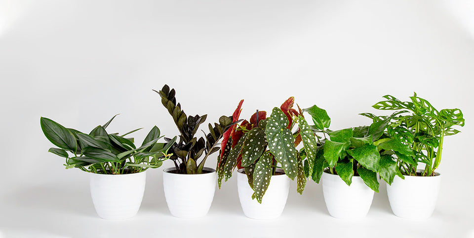 5 Surprising Plant Picks for the New Year