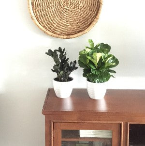 How to Mix and Match Trending Tropicals® Houseplants