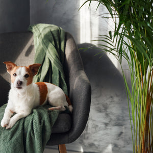 Our Pet Friendly Collection 