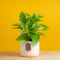 Albo Pothos | medium