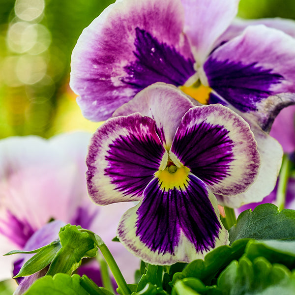 Majestic Giants Rosalyn Pansy