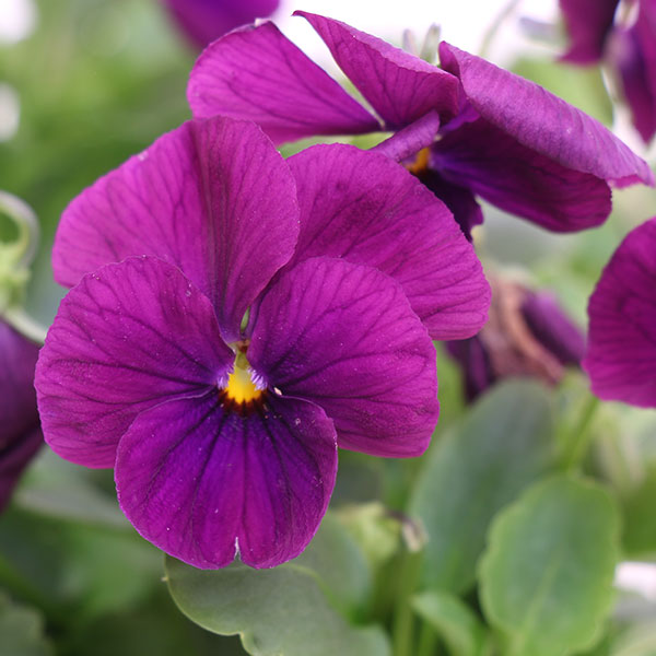 Cool Wave Purple Pansy