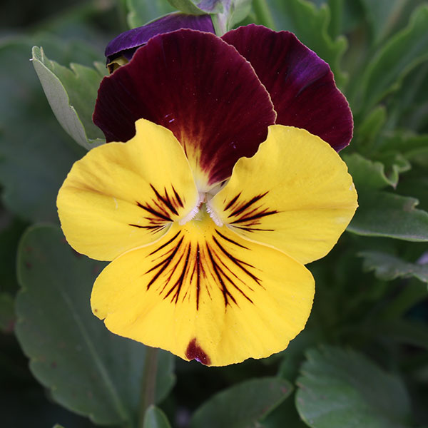 Cool Wave Sunshine 'N Wine Pansy