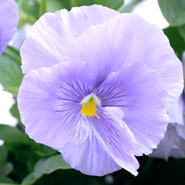 Delta Pure Light Blue Pansy
