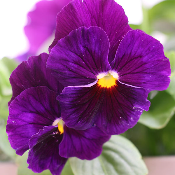 Delta Pure Violet Pansy