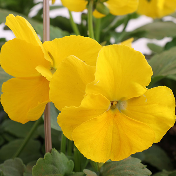 Matrix Pure Yellow Pansy