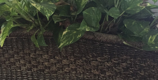 Staging Indoor Plants With Plant Stands