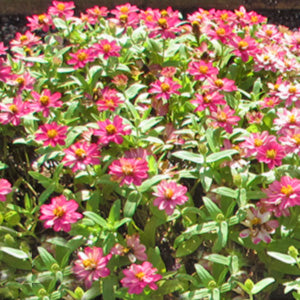 Profusion Double Hot Cherry