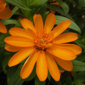 Profusion Orange
