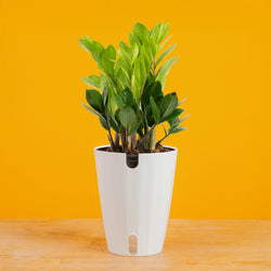 Bird's Nest Fern | medium