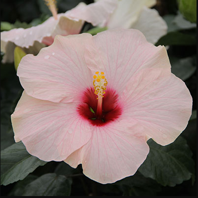 Tropic Escape® Blushing Bellini hibiscus