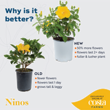 Tropical Hibiscus Ninos Yellow | medium