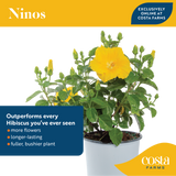 Tropical Hibiscus Ninos Yellow | medium
