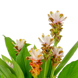 A close up image of the siam sparkling curcuma's white bloonms.