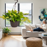 Pothos Goldrush  | medium