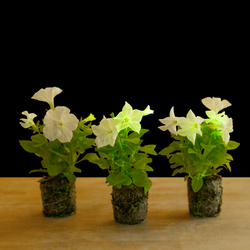 Scindapsus Silver Lady | medium