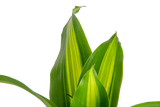 A closeup image of the Dracaena Golden Heart plant. The leaves are green with yellow stripes.