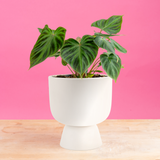 Philodendron verrucosum Incensi | medium