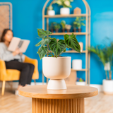 Philodendron verrucosum Incensi | medium