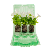 Firefly Petunia | Mini