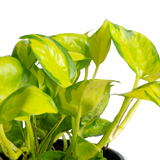 A close-up photo of the foliage of the Neon Joy Pothos. 